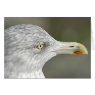 Mouette d'harengs