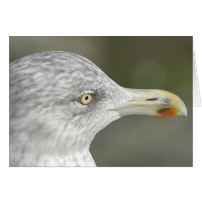 Mouette d'harengs (Devant horizontal)