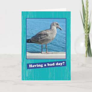 Mouette grincheuse ayant une mauvaise carte d'enco