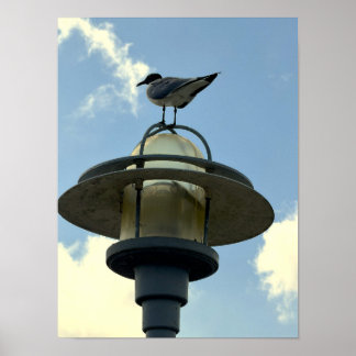 Mouette sur affiche légère