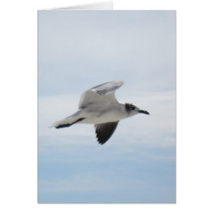 Mouette volante