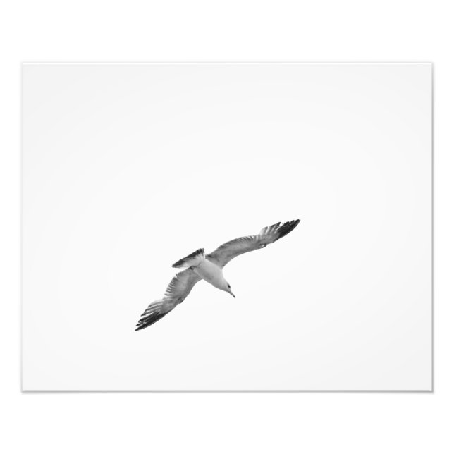 Mouette volante noire et blanche 2 Photo (Devant)