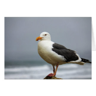 Mouettes