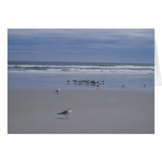 Mouettes Sur La Parade