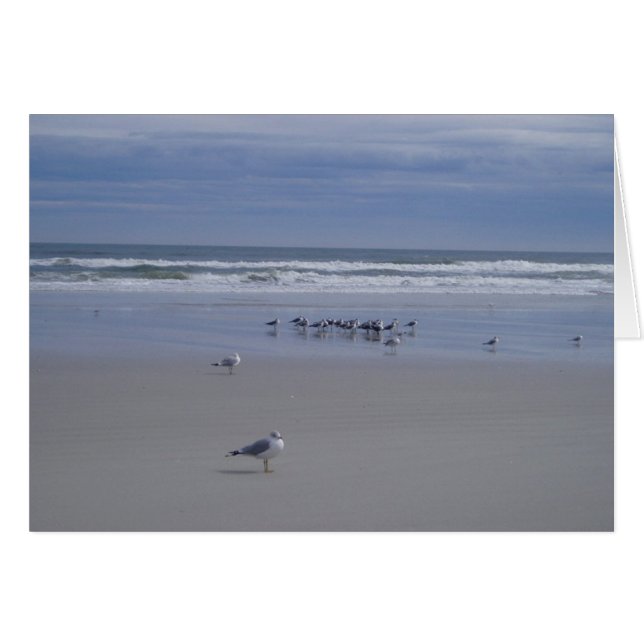 Mouettes Sur La Parade (Devant horizontal)