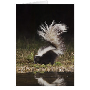 Mouffette rayée, Mephitis mephitis
