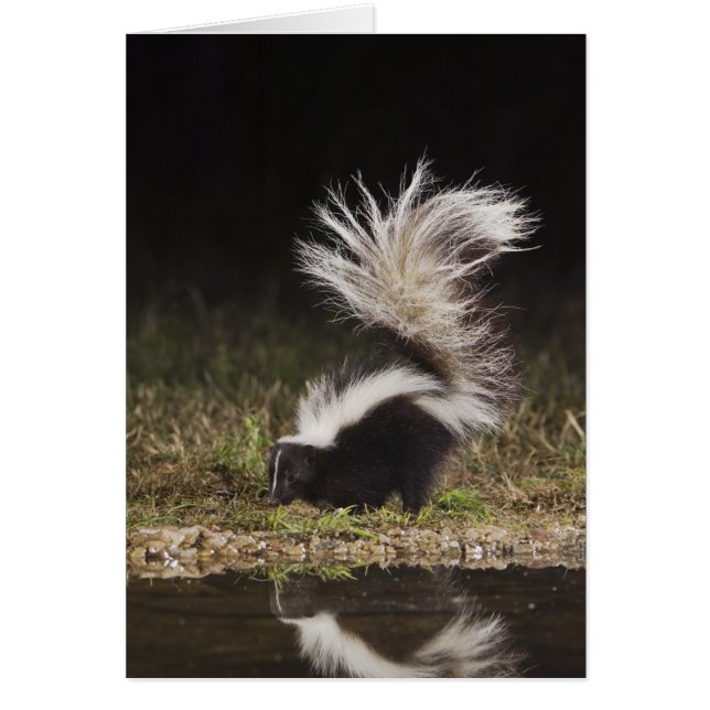 Mouffette rayée, Mephitis mephitis (Devant)