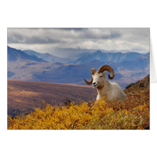 mouflon de Dall, Ovis dalli, bélier