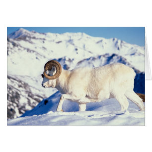 mouflon, Ovis dalli, bélier