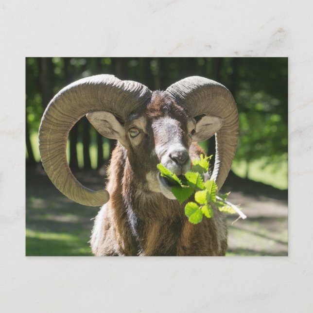 Mouflon Ram Postcard (Front)