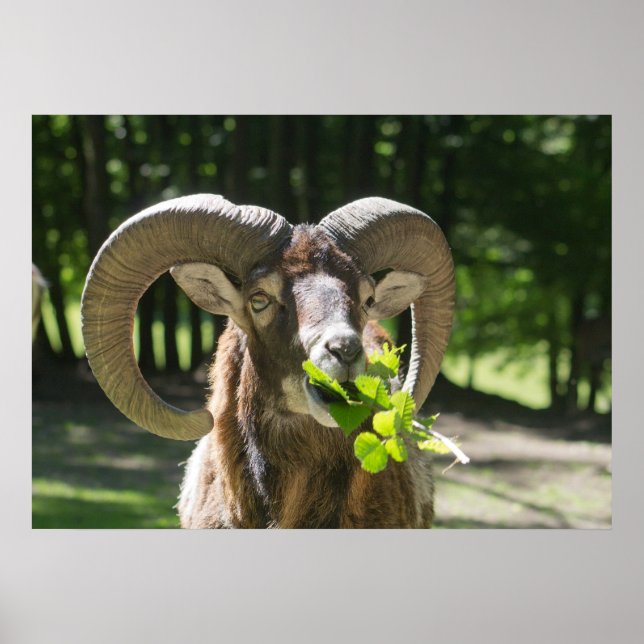 Mouflon Ram Poster (Front)