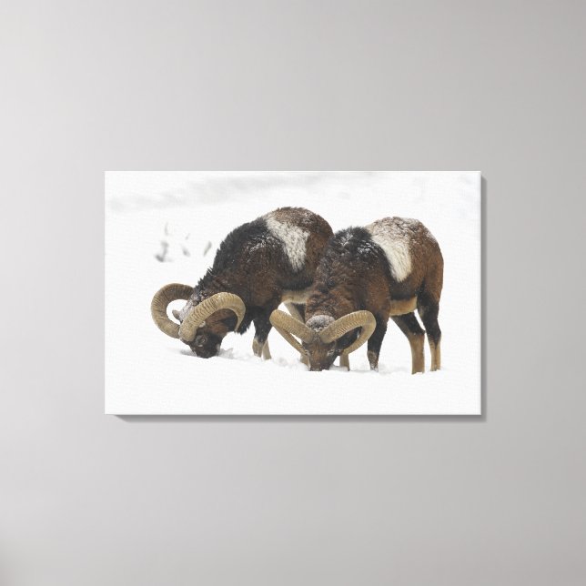 Mouflons in Winter, Germany Canvas Print (Front)