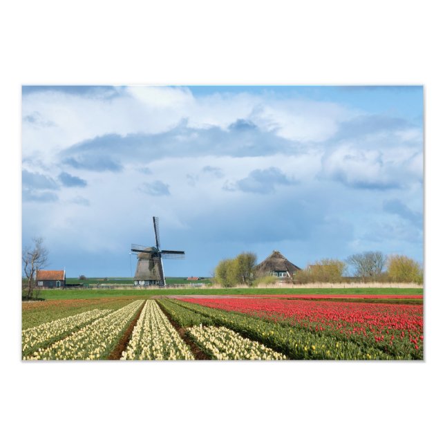 Moulin à vent et tulipes - photo du paysage (Devant)
