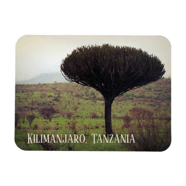 Mount Kilimanjaro, Candelabra Tree Magnet (Horizontal)