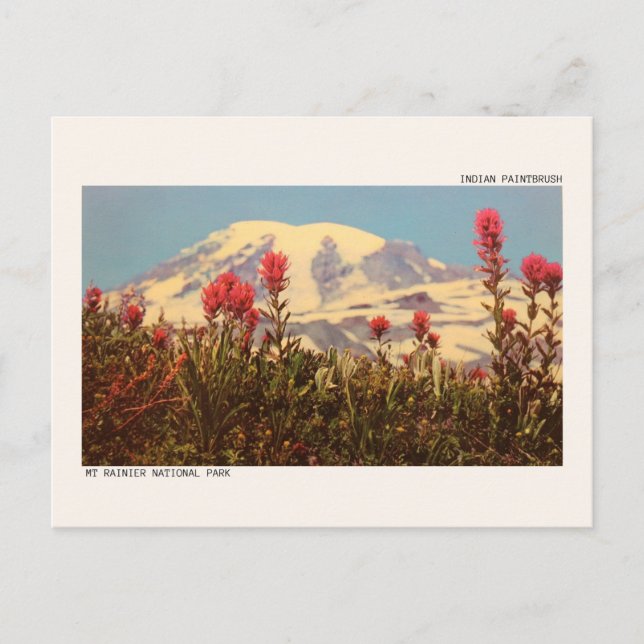 Mount Rainier National Park Postcard (Front)