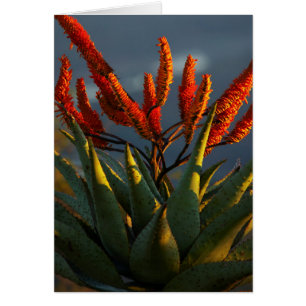 Mountain Aloe (Aloe Marlothii Berger)