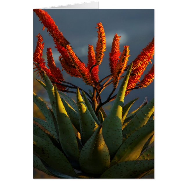 Mountain Aloe (Aloe Marlothii Berger) (Front)