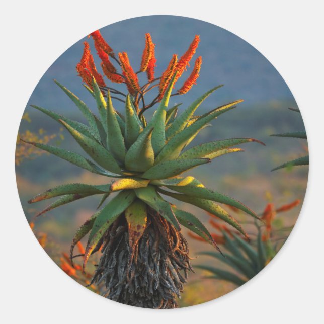 Mountain Aloe (Aloe Marlothii Berger) 2 Classic Round Sticker (Front)
