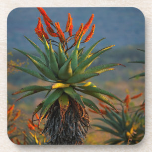 Mountain Aloe (Aloe Marlothii Berger) 2 Coaster