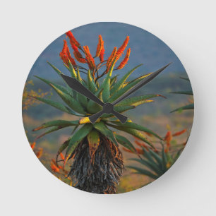 Mountain Aloe (Aloe Marlothii Berger) 2 Round Clock