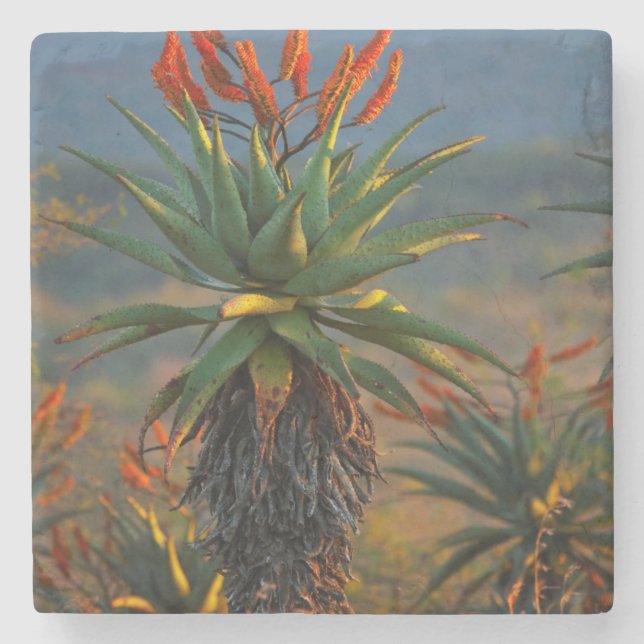 Mountain Aloe (Aloe Marlothii Berger) 2 Stone Coaster (Front)