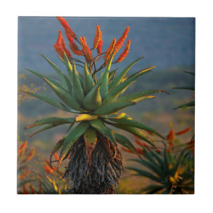 Mountain Aloe (Aloe Marlothii Berger) 2 Tile