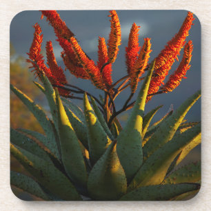 Mountain Aloe (Aloe Marlothii Berger) Coaster