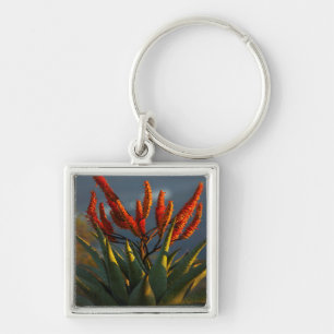 Mountain Aloe (Aloe Marlothii Berger) Keychain