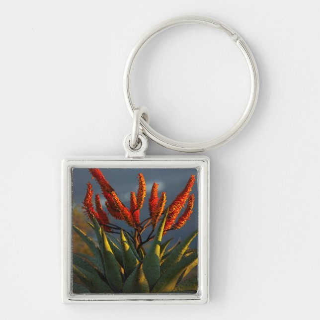 Mountain Aloe (Aloe Marlothii Berger) Keychain (Front)