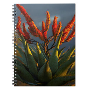 Mountain Aloe (Aloe Marlothii Berger) Notebook