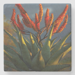 Mountain Aloe (Aloe Marlothii Berger) Stone Coaster