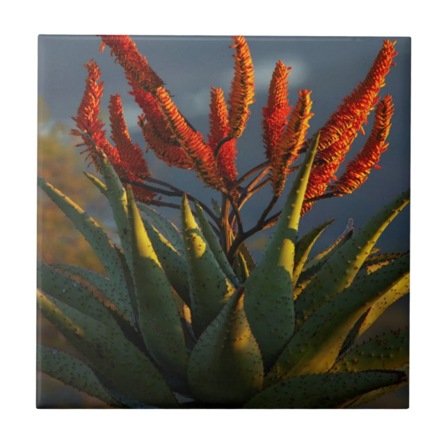 Mountain Aloe (Aloe Marlothii Berger) Tile (Front)