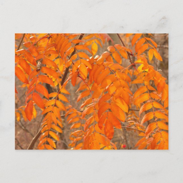 Mountain Ash Leaves in Autumn Postcard (Front)