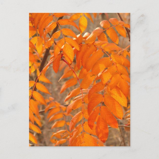 Mountain Ash Leaves in Autumn Postcard (Front)