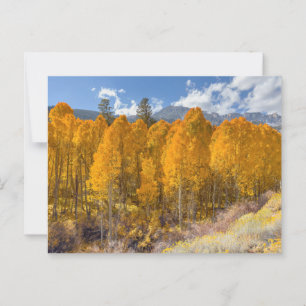 Mountain Aspen Forest in Autumn Colours Postcard