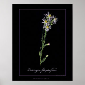 Mountain Aster Botanical Art Print
