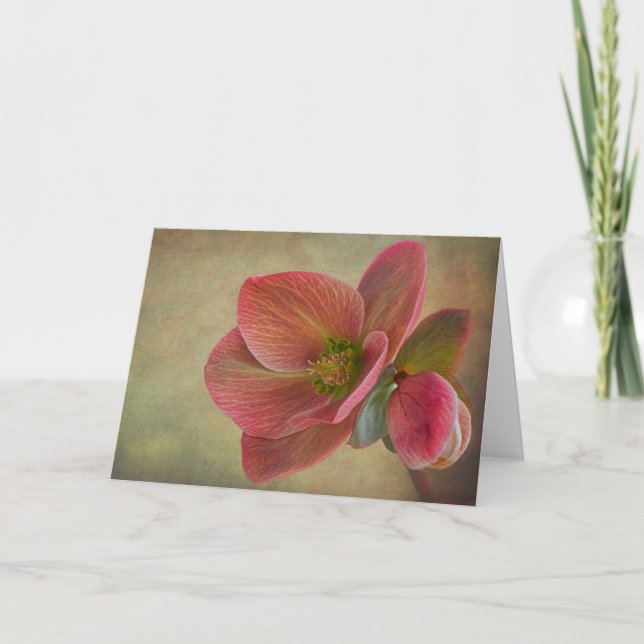Mountain Beauty Helleborus card (Front)