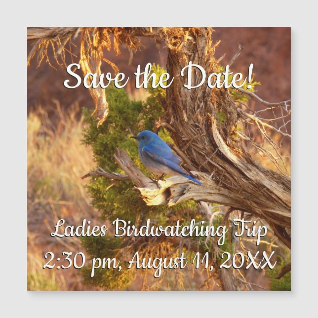 Mountain Bluebird at Arches National Park (Front)
