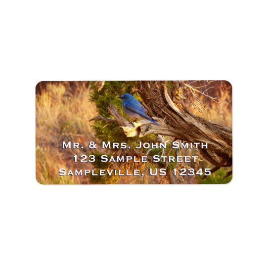 Mountain Bluebird at Arches National Park