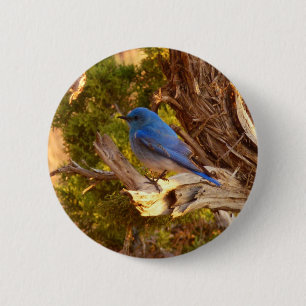 Mountain Bluebird at Arches National Park 2 Inch Round Button