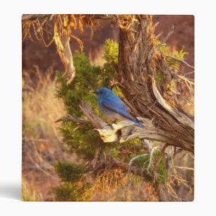 Mountain Bluebird at Arches National Park Binder