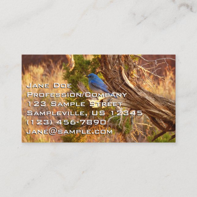 Mountain Bluebird at Arches National Park Business Card (Front)