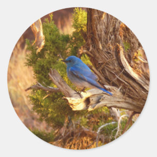 Mountain Bluebird at Arches National Park Classic Round Sticker