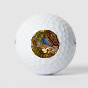 Mountain Bluebird at Arches National Park Golf Balls