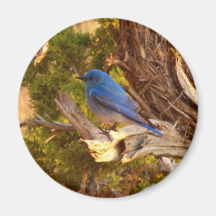 Mountain Bluebird at Arches National Park Magnet