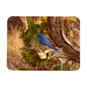 Mountain Bluebird at Arches National Park Magnet