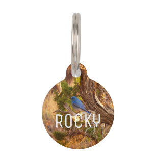 Mountain Bluebird at Arches National Park Pet Tag