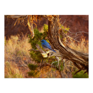 Mountain Bluebird at Arches National Park Poster