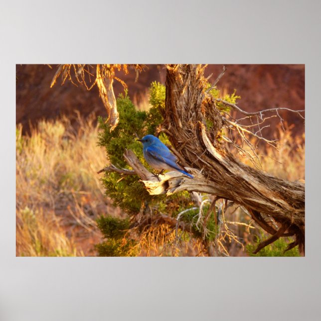 Mountain Bluebird at Arches National Park Poster (Front)