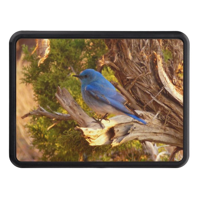 Mountain Bluebird at Arches National Park Trailer Hitch Cover (Front)